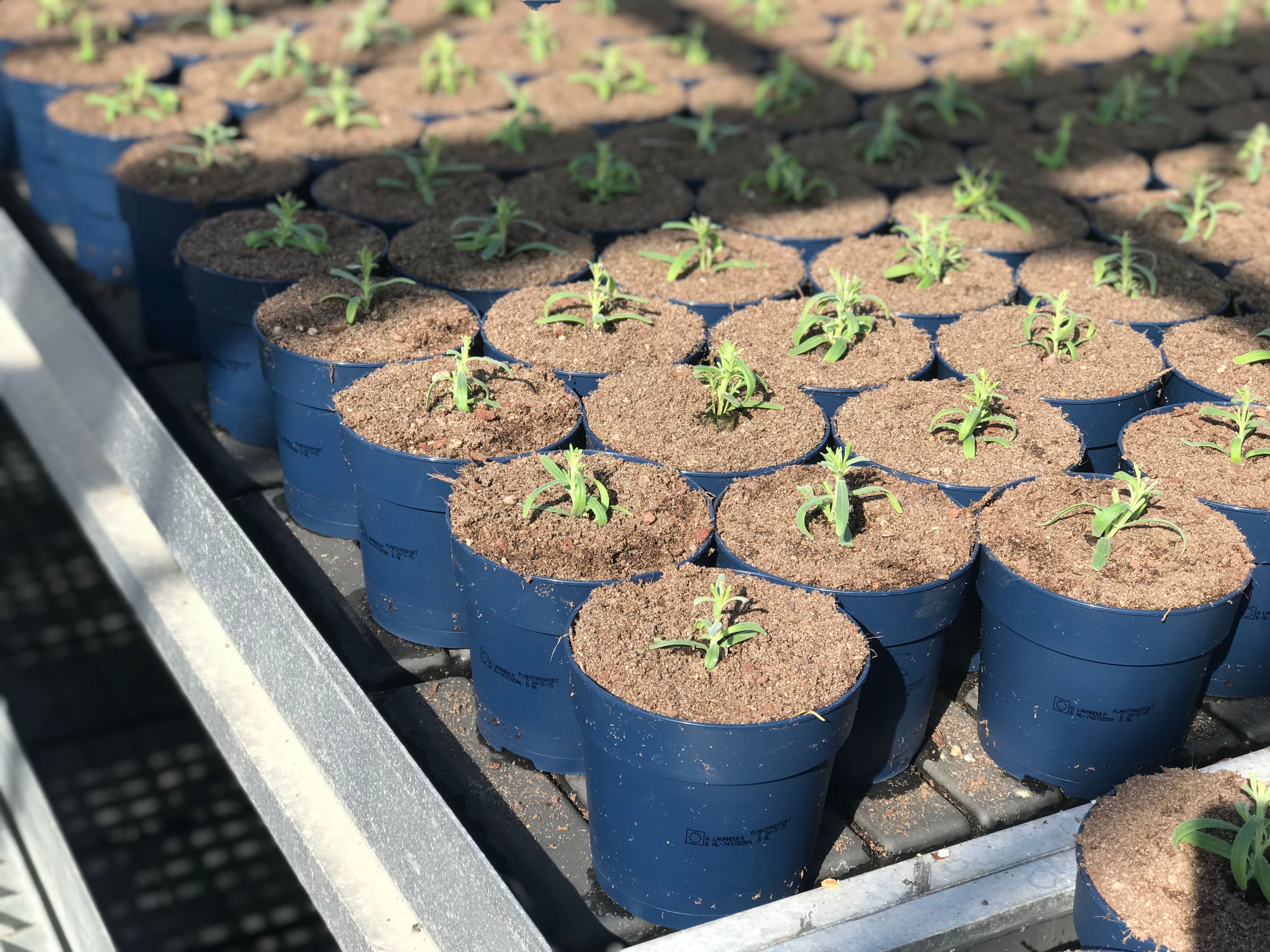 Plantenpaspoort printen met de CIJ plantenpaspoort printer van Videojet.