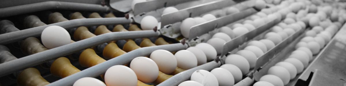 egg assembly line spread 
