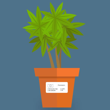 ig-plant-small-pots-image-4-de