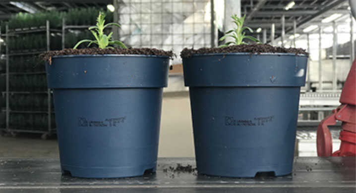 Twee plantenpotten met het plantenpaspoort erop geprint
