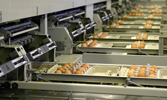 yumurta-uzerine-kodlama